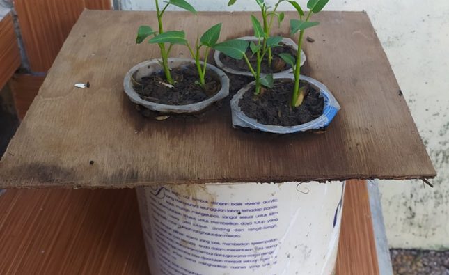 Hidroponik Sayuran Paling Sederhana di Rumah