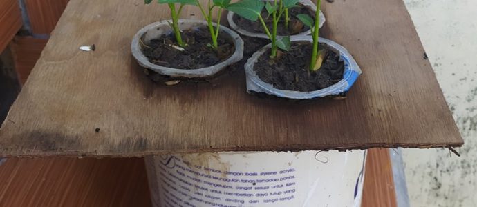 Hidroponik Sayuran Paling Sederhana di Rumah